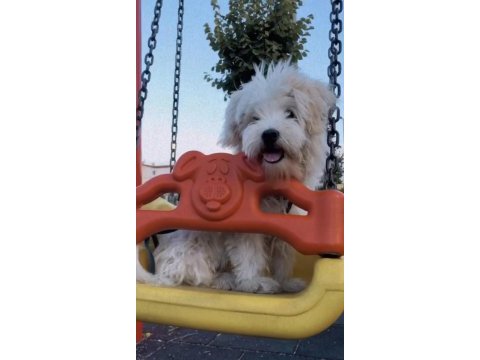 Maltese terrier 2 buçuk yaşında