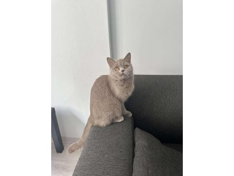 Lilac british shorthair cinsi kedimiz aile arıyoruz.