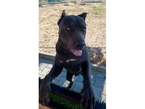 Cane corso black italyan mastifi