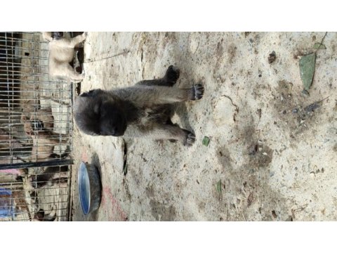 Şampiyon kangal yavruları ilk defa sahnede