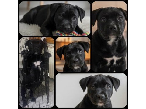Secereli annenin ilk erkek cane corso yavrusu