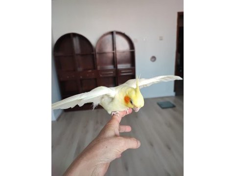 Çift ve erkeği konuşan sultan papağanları