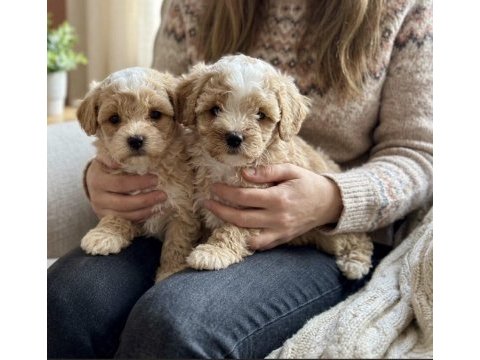 Safkan korekan poodle bebekler