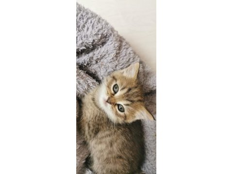 Merhaba anne british baba chinchilla yavruları var