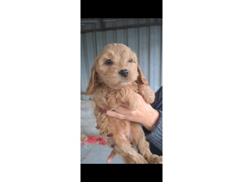 Maltipoo yavrularımız yeni yuvalarına hazır