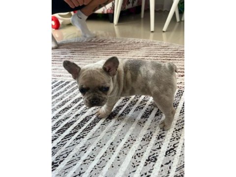 French bulldog yavrumuz