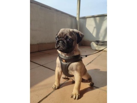 3 aylık erkek pug yavrusu