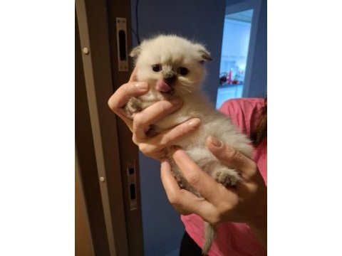 50 günlük scottish fold bebekler