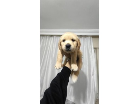 Golden retriever yavrum