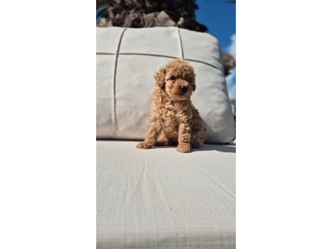 Teddy bear toy poodle bebeklerimiz istanbul