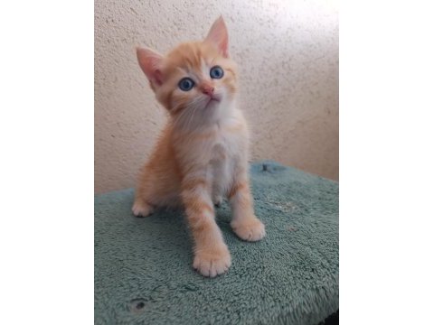 British shorthair golden ve silver point bebekler