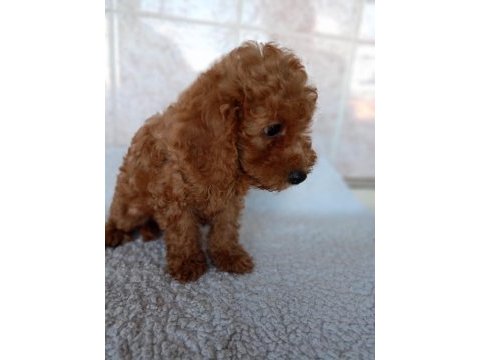 Erkek sağlıklı yavru poodle