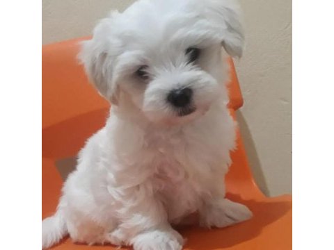 Orjinal maltese yavrular