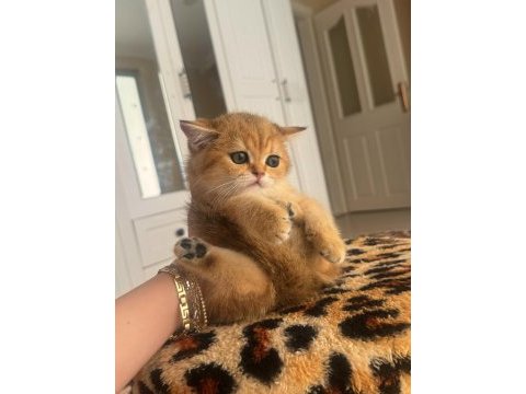 Safkan british shorthair golden dışı yavru