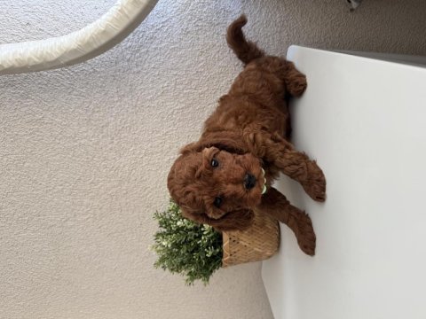 Safkan dişi erkek toy poodle yavrularım