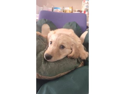 Irk ve sağlık garantili orjinal golden retriever bebeğimiz