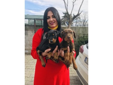 Üst kalite king doberman yavrularım