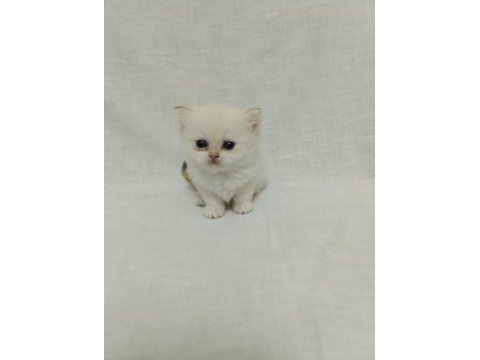 British longhair bebişlerimiz