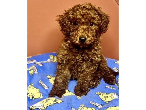 3 aylık toy poodle yavrumuz