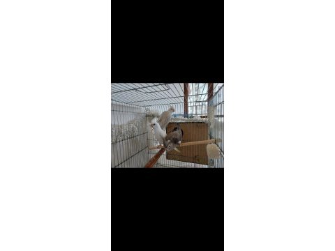 1 yaşında takım vf albino yavru veren sultan papağanı