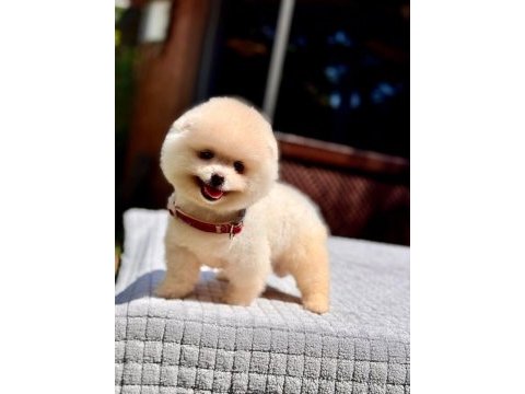 Ayıcık surat pomeranian boo köpekler