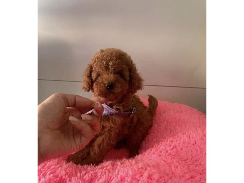 Orjinal 0 numara toy poodle yavrularımız