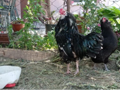 4#1 black modlet aracuanas mavici