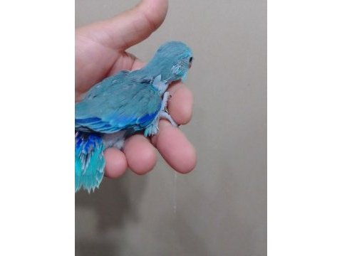 Erkek bebek forpus cep papağanı