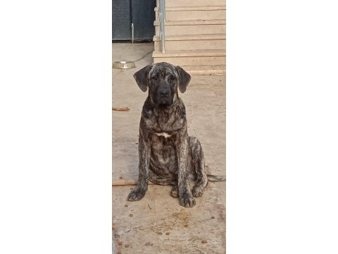 Yavru cane corso köpeği
