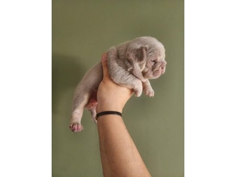 New shade isabella and tan dişi yavru french bulldog