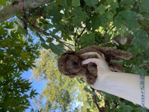 Üst kalite toy poodle bebekler