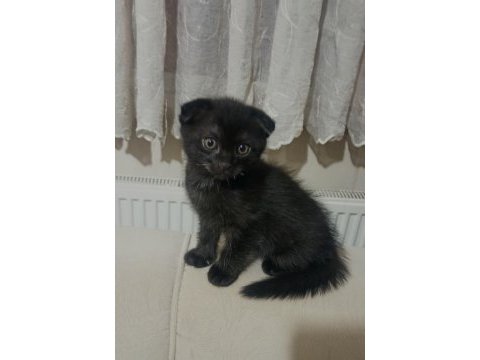 Siyah scottish fold