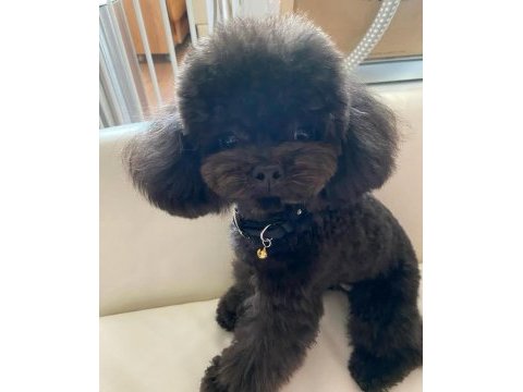Ev ortamından siyah toy poodle yavrular