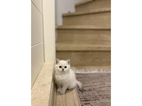 Brıtısh shorthair a kalite yavrularım 
