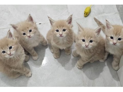 Maine coon yavru kedilerimiz