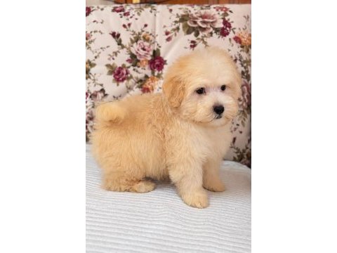 Biblo maltipoo oğlumuz