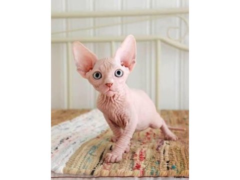 İstanbul sfenks cinsi kedi sahiplenmek istiyoruz