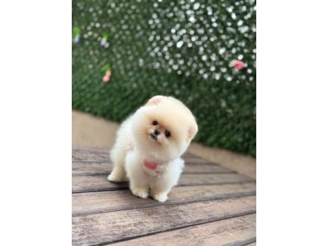 Pomeranian boo yavruları