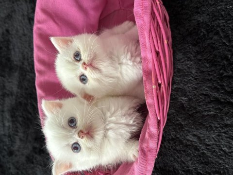 Ücretli sahiplendirilecektir british shorthair