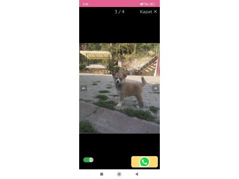 Son 3 tane kaldı sibirya kurdu gözler renkli