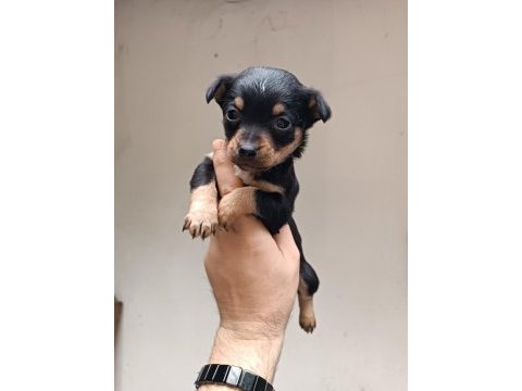 Minyatür pinscher