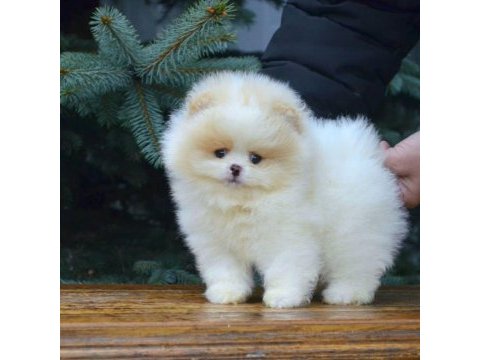 Pomeranian kar beyaz yavrularımız için arayabilirsiniz