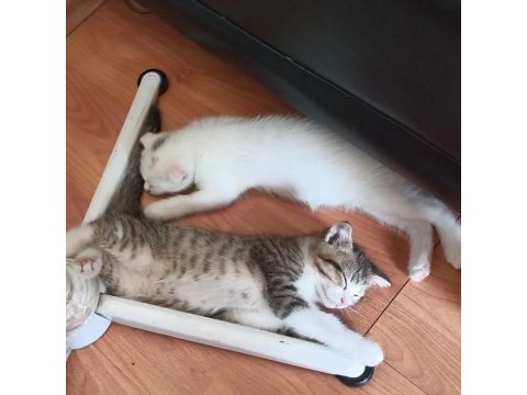 Beyaz dışı diğeri erkek kedilerin sahiplendirilir