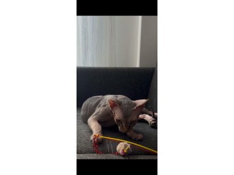 4 aylık erkek eşyalarıyla beraber sfenks