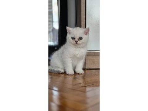 British silver shorthair