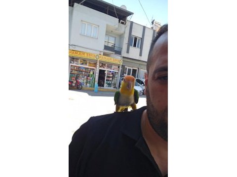 Full evcil maskot kayık papağanı