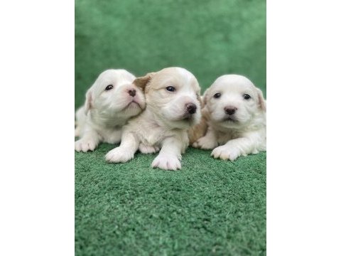 Kar beyaz maltese bebekler