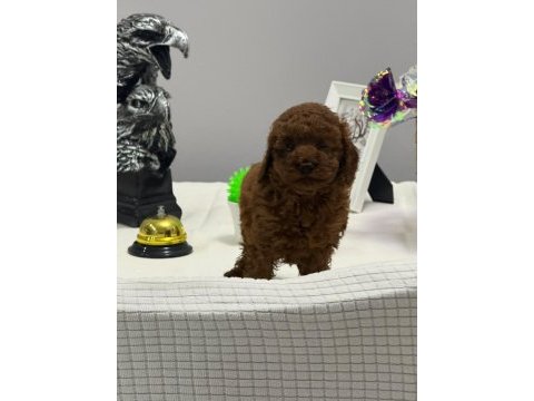 Tuvalet eğitimli kilo garantili toy poodle yavrularım