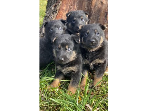 Alman kurt köpeği yavruları