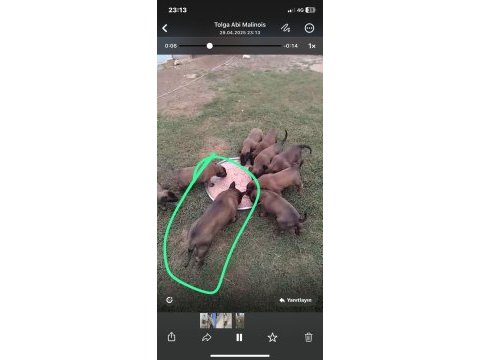 Yeni yuvalarını arayan malinois köpekler